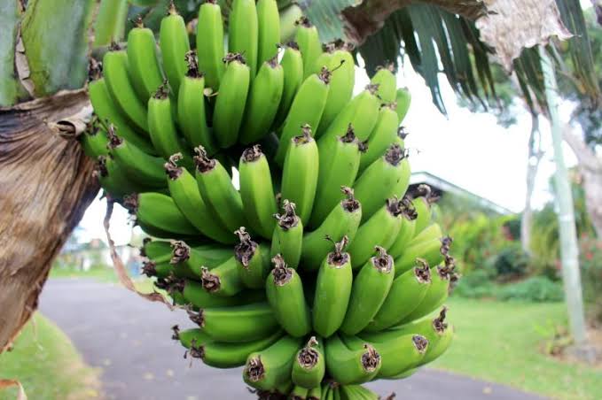3 Plus of Banana Flour Factory Indonesia for Bakery Industries